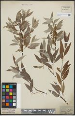 Foto von Salix alba L.